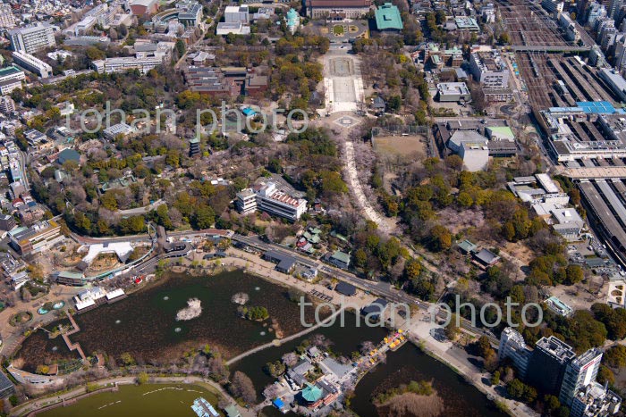 満開の桜の上野恩賜公園と上野駅周辺(2020/3)