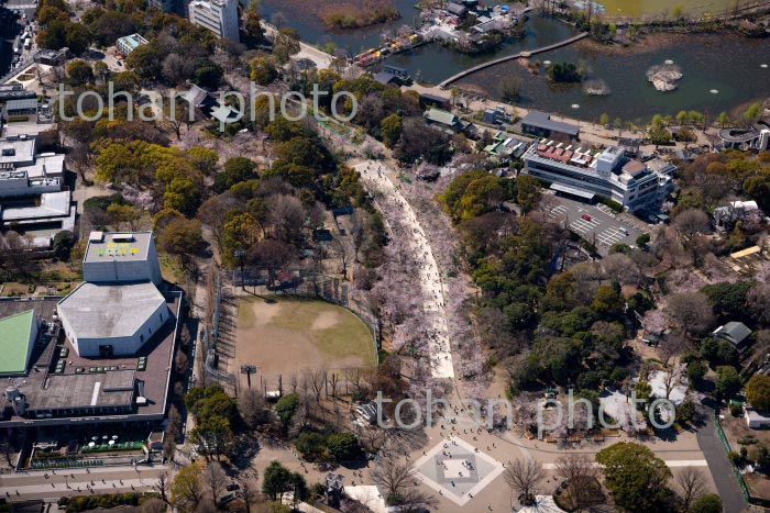 満開の桜の上野恩賜公園周辺(2020/3)