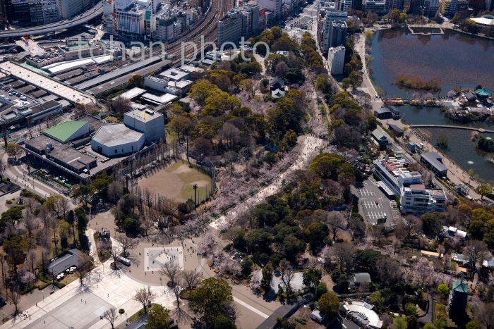 満開の桜の上野恩賜公園と上野駅周辺(2020/3)