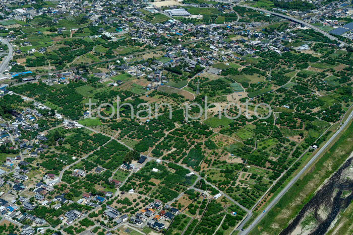 笛吹市春日居町付近の果樹園(202391)