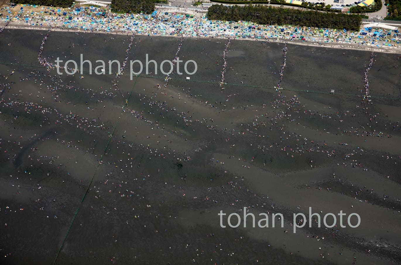 ふなばし三番瀬海浜公園海岸干潟の潮干狩り-千葉