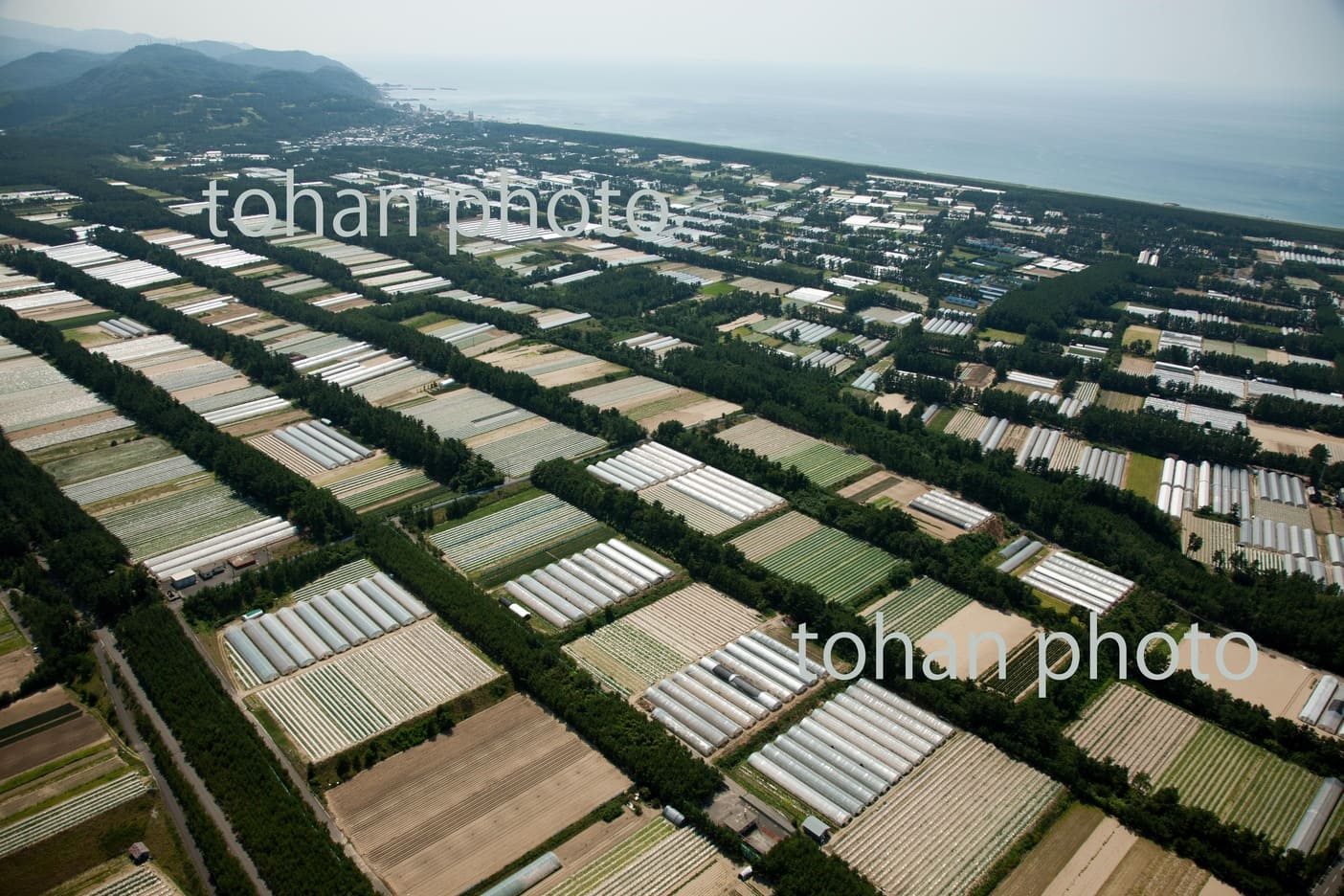 庄内地区の防風林とビニールハウス群(長崎地区)-山形