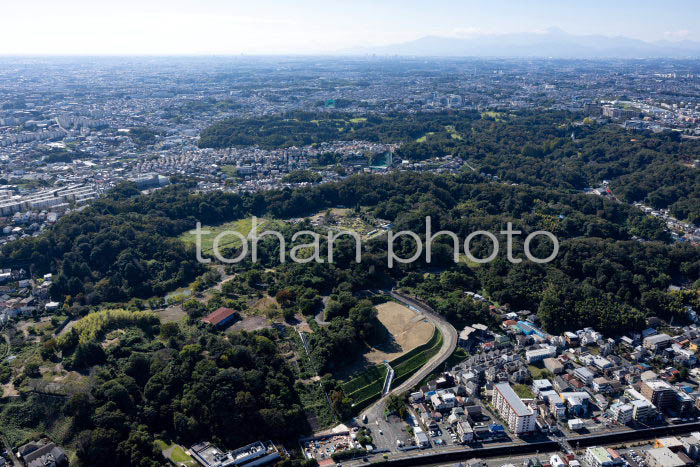 生田緑地(生田緑地ばら苑)周辺(20241103)