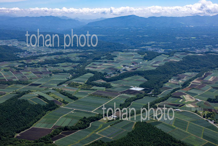 嬬恋村の高原野菜畑群(干俣地区より小屋ケ沢方面)