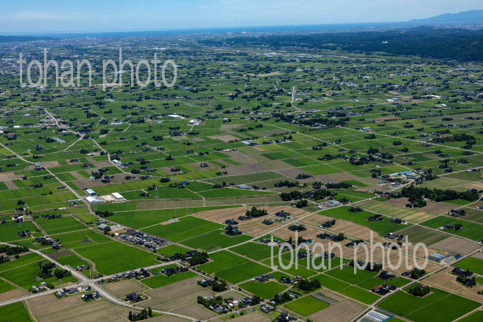 砺波平野の散村風景(三浦西地区より砺波の町方面)