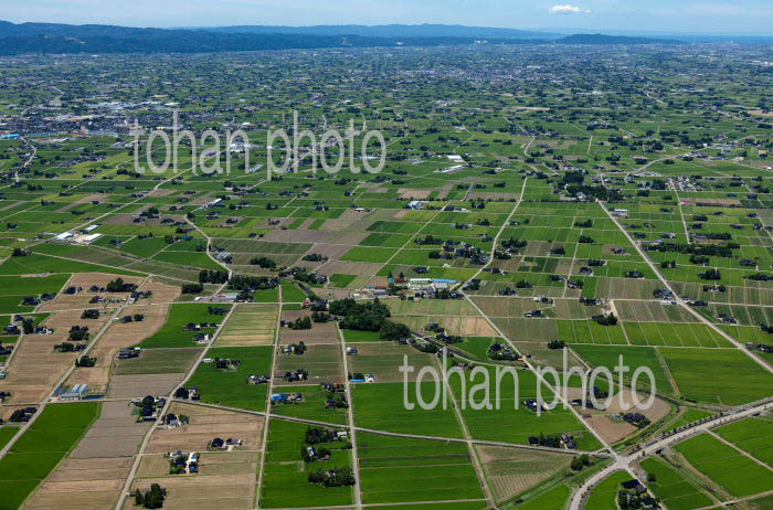砺波平野の散村風景(三浦東地区より砺波の町方面)