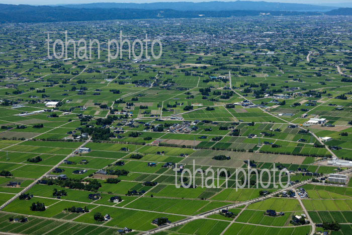 砺波平野の散村風景(高瀬地区より砺波の町方面)