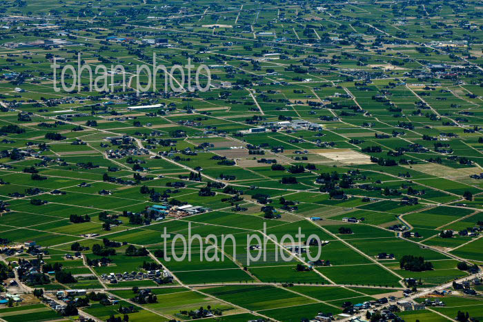 砺波平野の散村風景(庄川地区)