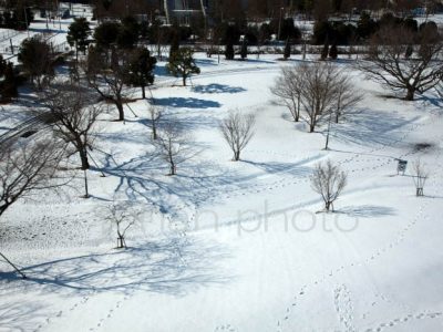 雪景色の調布市民球場-20130115